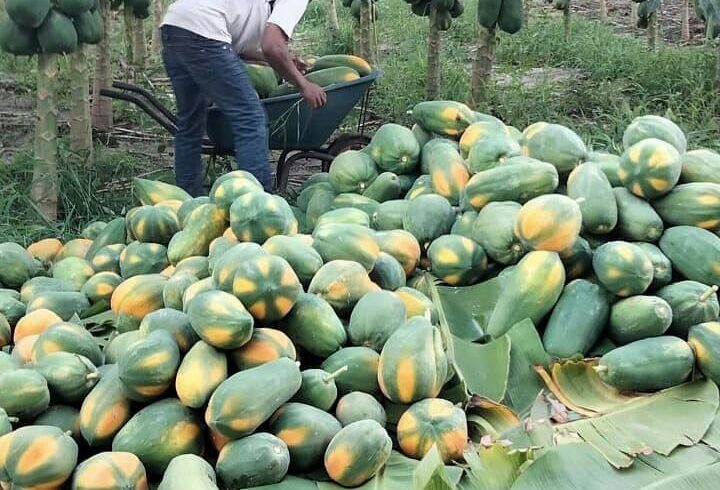 Kilimo cha Papai: Fursa ya Dhahabu kwa Wakulima wa Kisasa