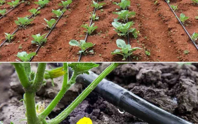 Umuhimu wa Kutumia Drip Irrigation Katika Kilimo cha Mboga kwa Faida Kubwa